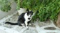 Mykonos cat 3